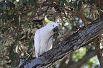 sitting Sulphur-crested Cockatoo