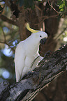 sitting Sulphur-crested Cockatoo