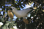 sitting Sulphur-crested Cockatoo