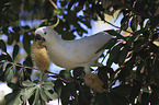 sitting Sulphur-crested Cockatoo