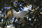 sitting Sulphur-crested Cockatoo