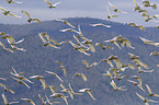 flying Sulphur-crested Cockatoos