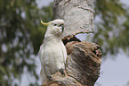 sitting Sulphur-crested Cockatoo