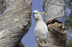 sitting Sulphur-crested Cockatoo