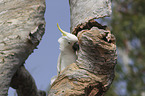 sitting Sulphur-crested Cockatoo