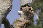 Sulphur-crested Cockatoo portrait