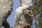 sitting Sulphur-crested Cockatoo