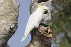 sitting Sulphur-crested Cockatoo