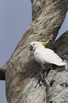 sitting Sulphur-crested Cockatoo