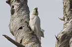 sitting Sulphur-crested Cockatoo