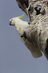 sitting Sulphur-crested Cockatoo