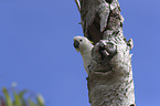 Sulphur-crested Cockatoo portrait