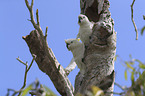Sulphur-crested Cockatoos
