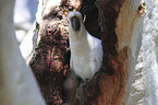 Sulphur-crested Cockatoo portrait