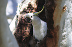 sitting Sulphur-crested Cockatoo