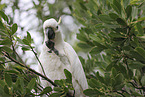 sulphur-crested cockatoo