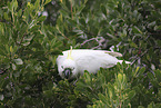 sulphur-crested cockatoo