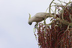 sulphur-crested cockatoo