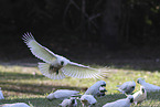 sulphur-crested cockatoo