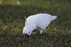 sulphur-crested cockatoo