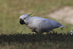 sulphur-crested cockatoo