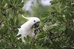 sulphur-crested cockatoo