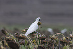 sulphur-crested cockatoo