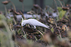 sulphur-crested cockatoo