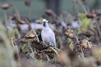 sulphur-crested cockatoo