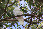 sulphur-crested cockatoo