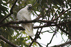 sulphur-crested cockatoo