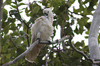sulphur-crested cockatoo
