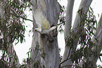sulphur-crested cockatoo