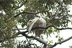 sulphur-crested cockatoo