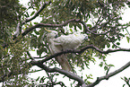 sulphur-crested cockatoo