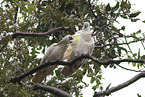 sulphur-crested cockatoo