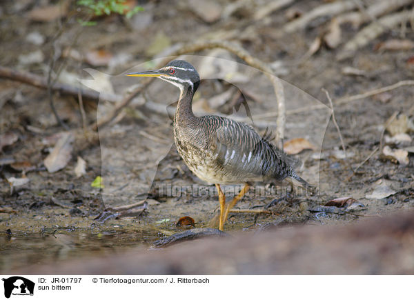 Sonnenralle / sun bittern / JR-01797
