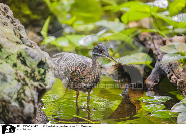 Sonnenralle / sun bittern / PW-17842