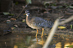 sun bittern