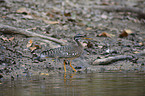 sun bittern