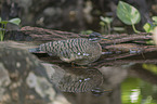 standing Sun Bittern