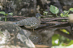 standing Sun Bittern