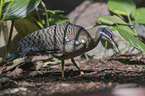 walking Sun Bittern