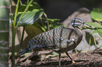 walking Sun Bittern