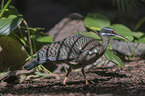 walking Sun Bittern