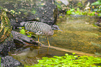 sun bittern