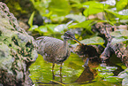 sun bittern