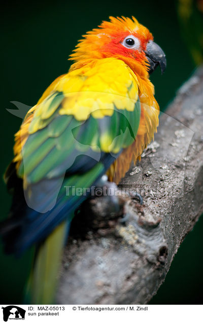 sun parakeet / MAZ-05013