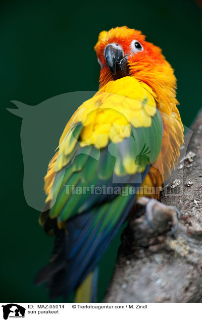 sun parakeet / MAZ-05014