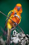 sun parakeet